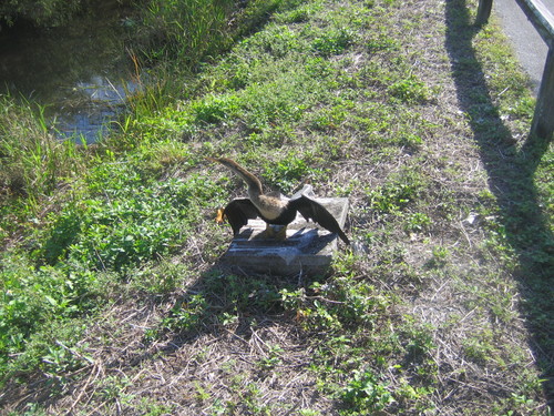 Anhinga anhinga