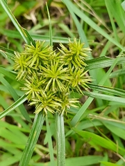 Cyperus cyperoides