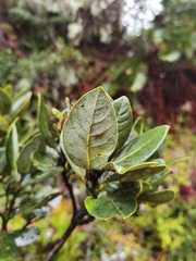 Persea obtusifolia