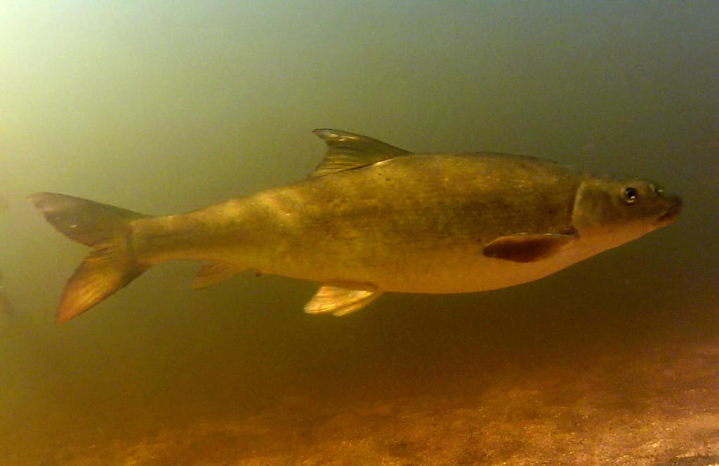 Clanwilliam Sandfish