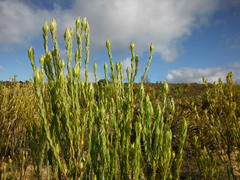 Leucadendron procerum