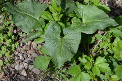 Arum cylindraceum