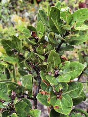 Persea obtusifolia