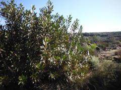 Hyaenanche globosa