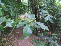 Ilex aquifolium