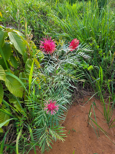 Grevillea banksii