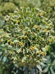 Euphorbia characias