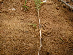 Oxalis viscosa