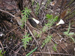Oxalis viscosa