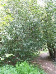 Ilex aquifolium