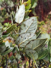 Persea obtusifolia