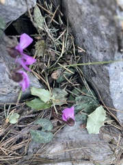 Cyclamen alpinum