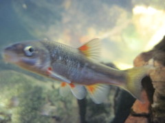 Pseudobarbus swartzi