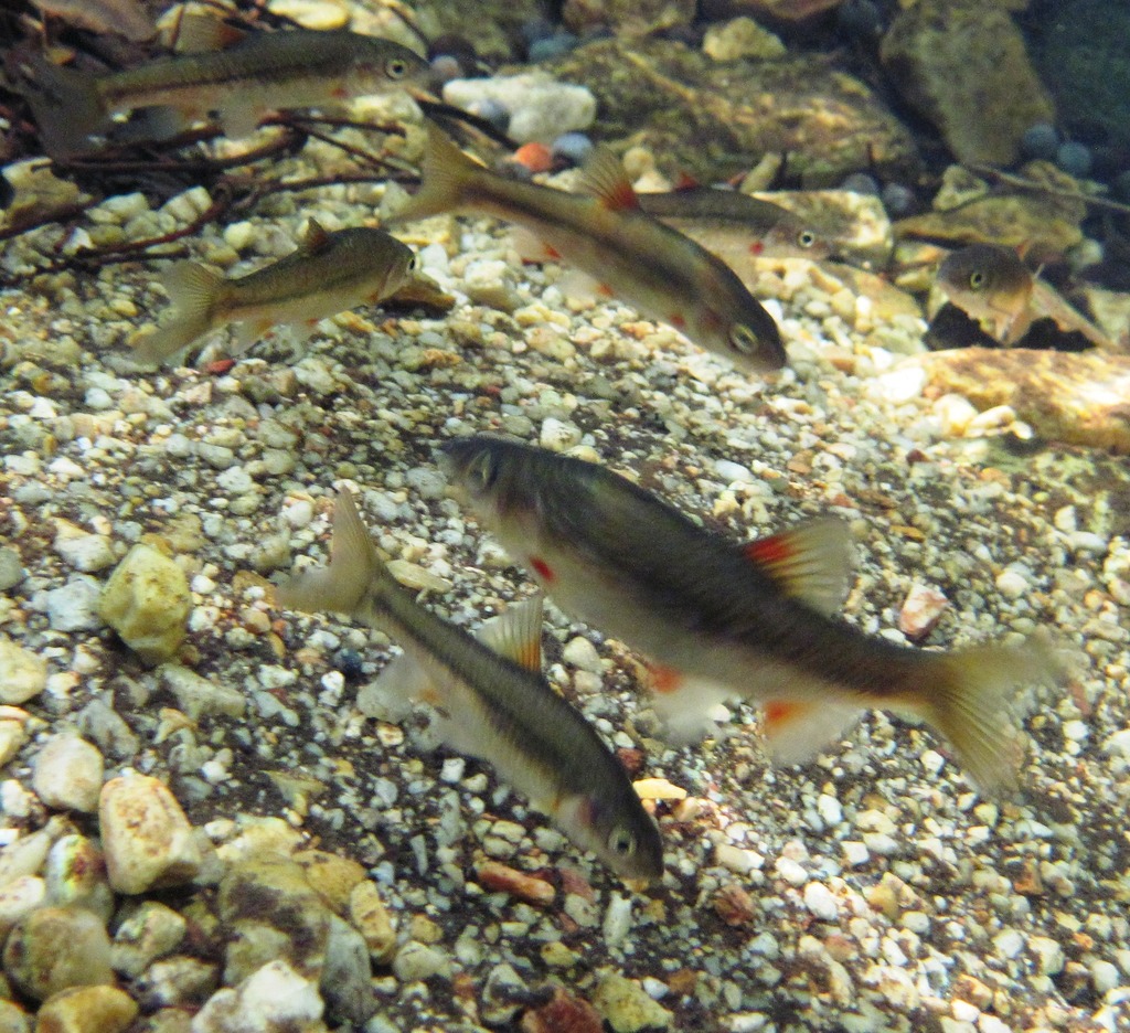 Gamtoos River Redfin