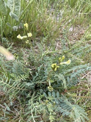 Astragalus eremiticus