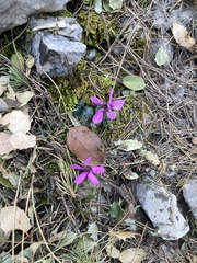 Cyclamen alpinum