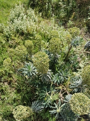 Euphorbia characias