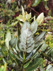 Persea obtusifolia
