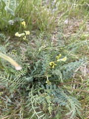 Astragalus eremiticus