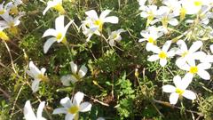 Oxalis tenella