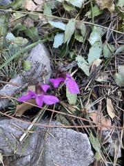 Cyclamen alpinum