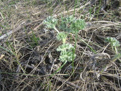 Artemisia absinthium