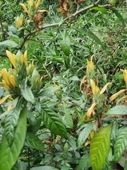 Metarungia longistrobus