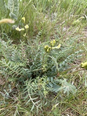 Astragalus eremiticus