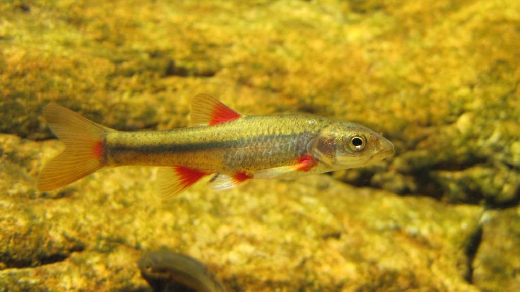 Slender redfin (Pseudobarbus tenuis) — Cyprinidae