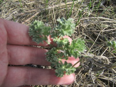 Artemisia absinthium
