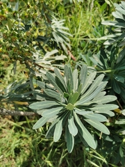 Euphorbia characias