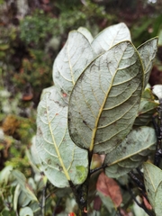 Persea obtusifolia