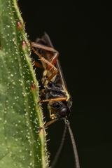 Limneriini