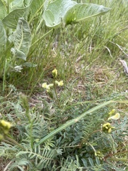 Astragalus eremiticus