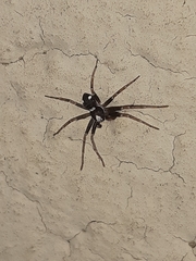 Pulchellodromus bistigma