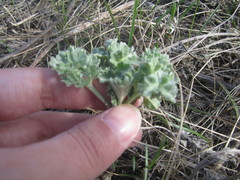 Artemisia absinthium