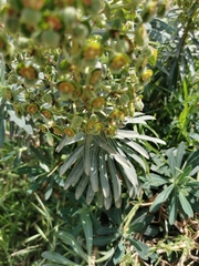 Euphorbia characias