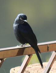 Melaenornis pammelaina