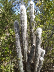 Oreocereus pseudofossulatus