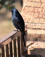 Melaenornis pammelaina