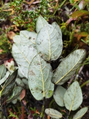 Persea obtusifolia