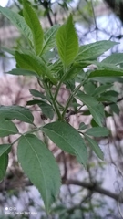 Sambucus nigra