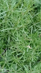 Galium aparine
