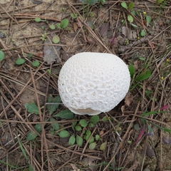 Lycoperdon