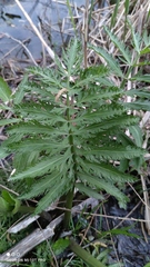 Sium latifolium