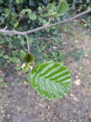 Alnus glutinosa