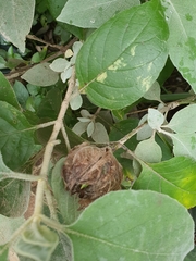 Barleria albostellata