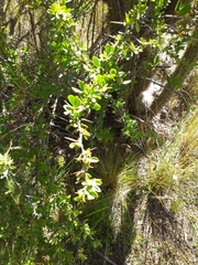 Berberis boliviana