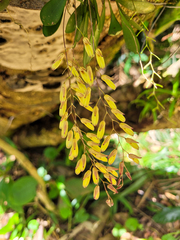 Specklinia grobyi