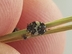 Anthrenus pimpinellae